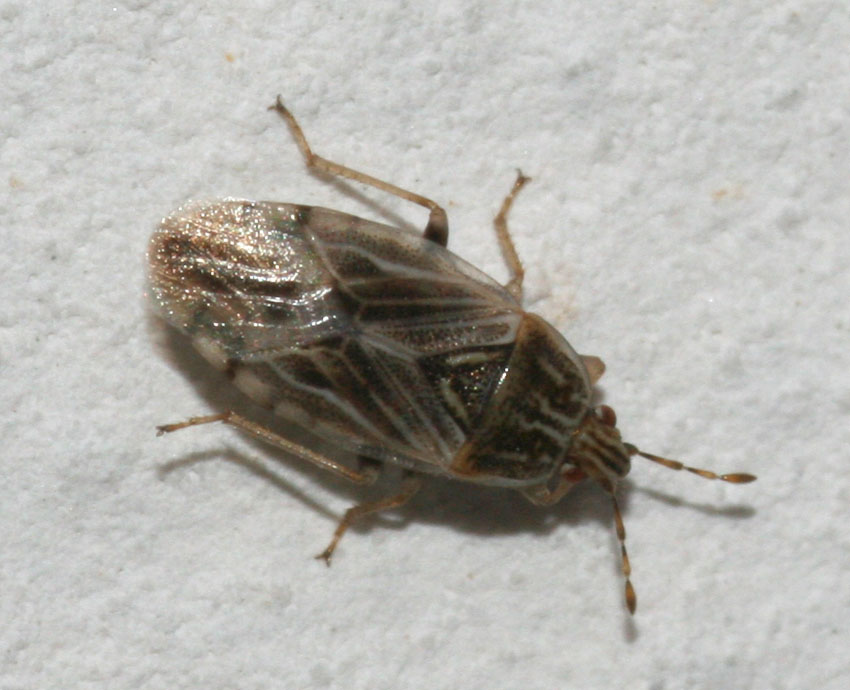 Lygaeidae: Holcocranum e Emblethis